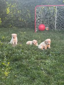 Chiot Golden pret a partir - Photo 4