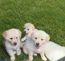 Chiot Golden pret a partir - Photo 5