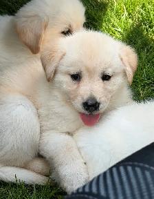 Chiot Golden pret a partir - Photo 6