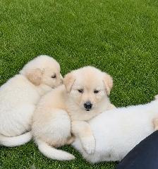 Chiot Golden pret a partir - Photo 7