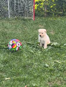 Chiot Golden pret a partir - Photo 8