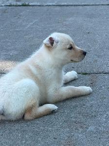 Chiot Golden pret a partir - Photo 9
