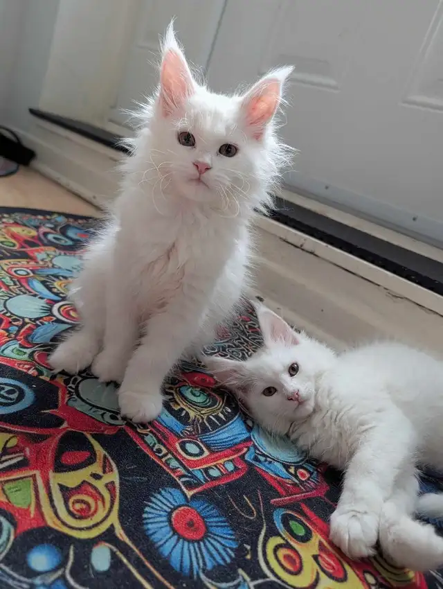 Maine Coon chatons femelles