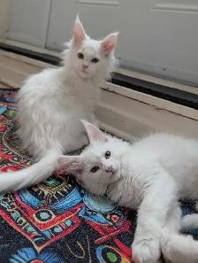 Maine Coon chatons femelles - Photo 2