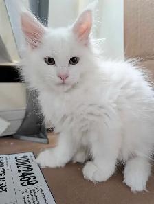 Maine Coon chatons femelles - Photo 3