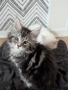Maine Coon chatons femelles - Photo 4