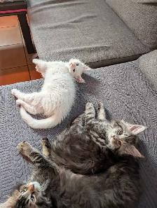 Maine Coon chatons femelles - Photo 5