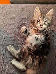Maine Coon chatons femelles - Photo 6