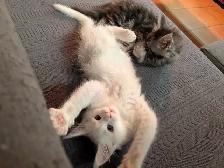Maine Coon chatons femelles - Photo 7