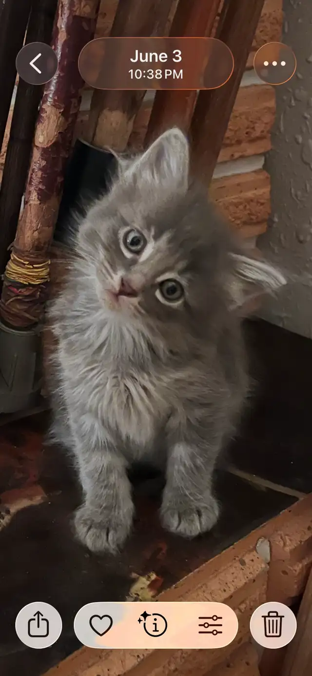 Sweet Kittens