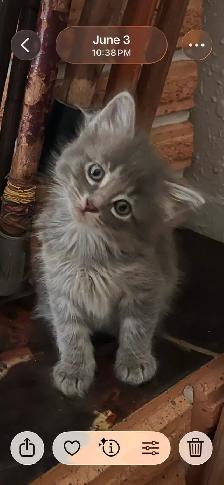 Sweet Kittens