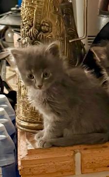 Sweet Kittens - Photo 2