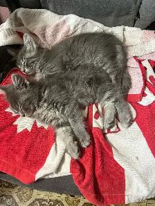 Sweet Kittens - Photo 3