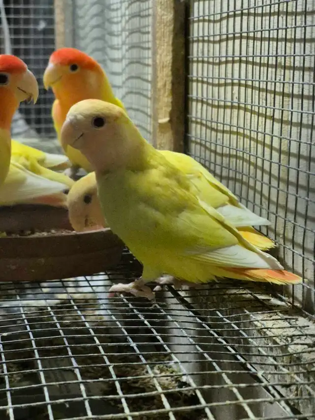 Roseicolli Lovebirds