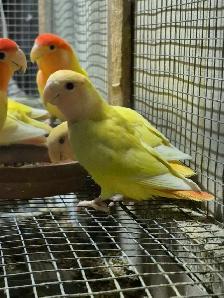 Roseicolli Lovebirds