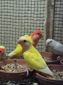 Roseicolli Lovebirds - Photo 2