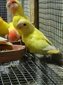 Roseicolli Lovebirds - Photo 3