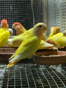 Roseicolli Lovebirds - Photo 4
