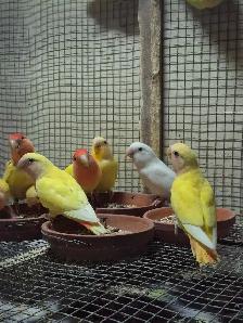 Roseicolli Lovebirds - Photo 5