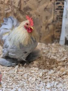 oeufs féconds/hatching eggd