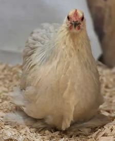 oeufs féconds/hatching eggd - Photo 2