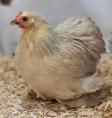 oeufs féconds/hatching eggd - Photo 3