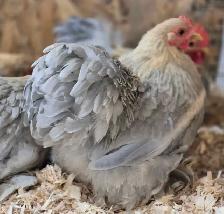 oeufs féconds/hatching eggd - Photo 4