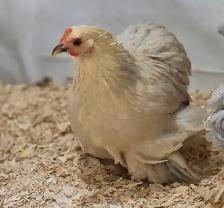 oeufs féconds/hatching eggd - Photo 5