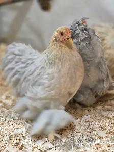 oeufs féconds/hatching eggd - Photo 6