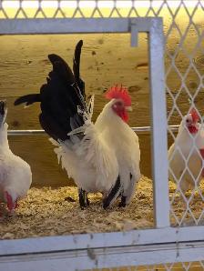 oeufs féconds/hatching eggd - Photo 7