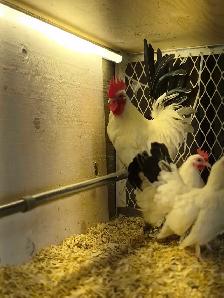 oeufs féconds/hatching eggd - Photo 8