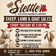 Stettler Auction – Livestock, Farm & Equipment Auctions - Photo 2