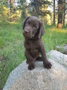 Silver, Chocolate, Yellow Lab Pups - Parents CKC registered