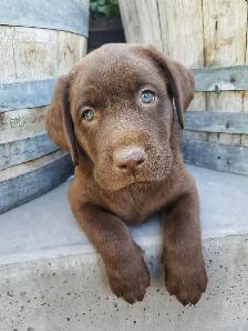 Silver, Chocolate, Yellow Lab Pups - Parents CKC registered - Photo 3