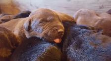 Silver, Chocolate, Yellow Lab Pups - Parents CKC registered - Photo 5