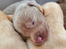 Silver, Chocolate, Yellow Lab Pups - Parents CKC registered - Photo 6