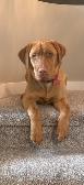 Silver, Chocolate, Yellow Lab Pups - Parents CKC registered - Photo 7