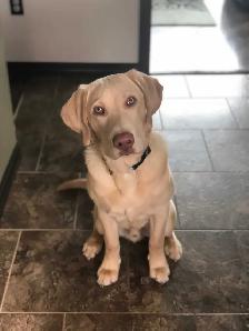 Silver, Chocolate, Yellow Lab Pups - Parents CKC registered - Photo 9