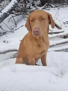 Silver, Chocolate, Yellow Lab Pups - Parents CKC registered - Photo 10