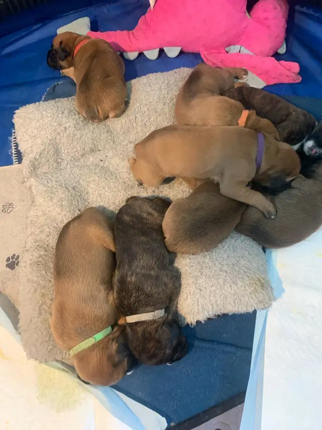 Boxer Puppies (Happy Place Boxers)