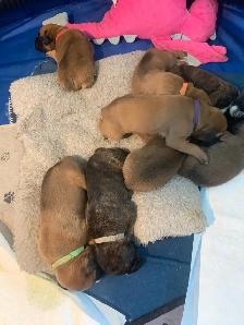 Boxer Puppies (Happy Place Boxers)