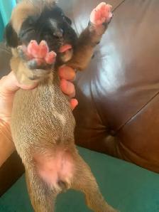 Boxer Puppies (Happy Place Boxers) - Photo 2