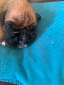 Boxer Puppies (Happy Place Boxers) - Photo 3