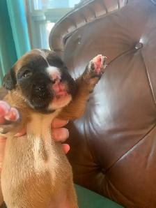 Boxer Puppies (Happy Place Boxers) - Photo 4