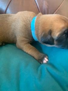 Boxer Puppies (Happy Place Boxers) - Photo 5