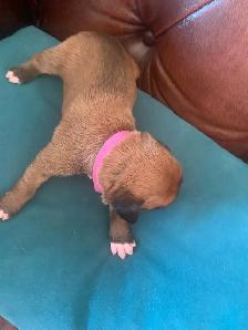 Boxer Puppies (Happy Place Boxers) - Photo 7