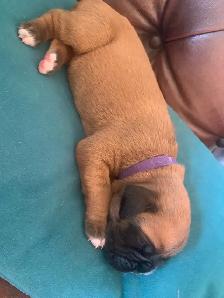 Boxer Puppies (Happy Place Boxers) - Photo 8