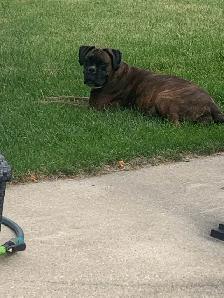 Boxer Puppies (Happy Place Boxers) - Photo 9