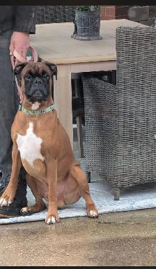 Boxer Puppies (Happy Place Boxers) - Photo 10