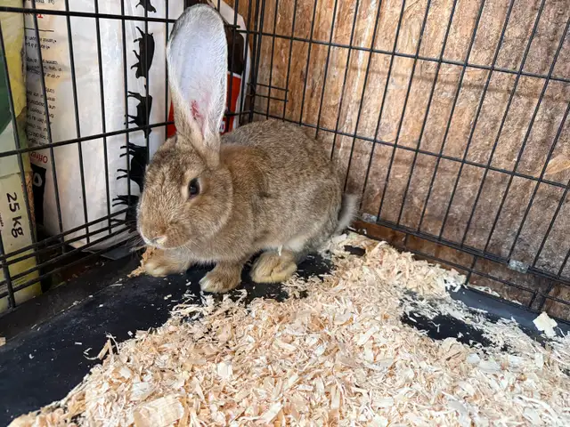 femelle géant des Flandre avec pedigree